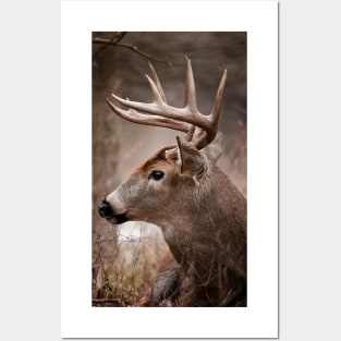 White-Tailed Deer Posters and Art